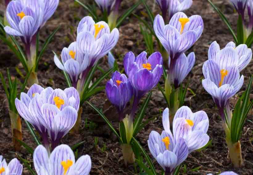 Крокусы 40 фото — размножение, посадка и выгонка цветов